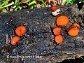 Scutellinia scutellata-amf1412-1
